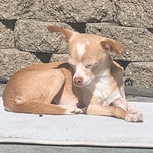 Meet your Posher, Debbie